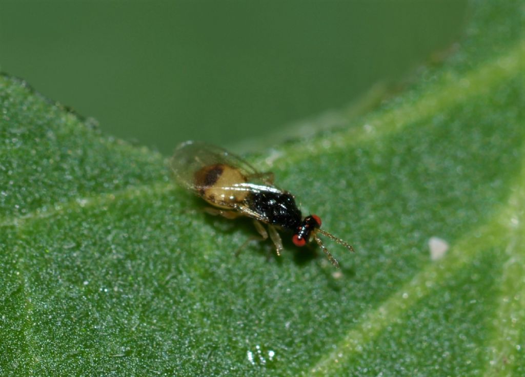 Euplectrus sp. - Hymenoptera-Eulophidae?